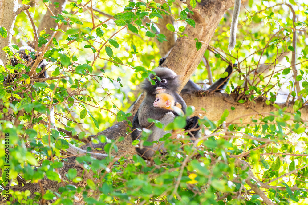 Fototapeta premium Dusky Langur(Spectacled Langur) (Trachypithecus obscurus)