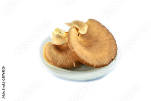 Fresh indian Oyster mushroom isolated on white background / Phoenix or Lung Oyster