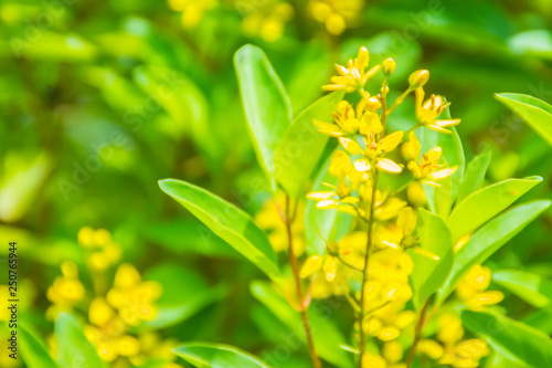 Fototapeta Naklejka Na Ścianę i Meble -  Bright yellow flowers of Galphimia (Thryallis glauca Kuntze). Thryallis glauca Kuntze is also known as Galphimia, Gold Shower, yellow flower ornamental bloom in natural sunlight.