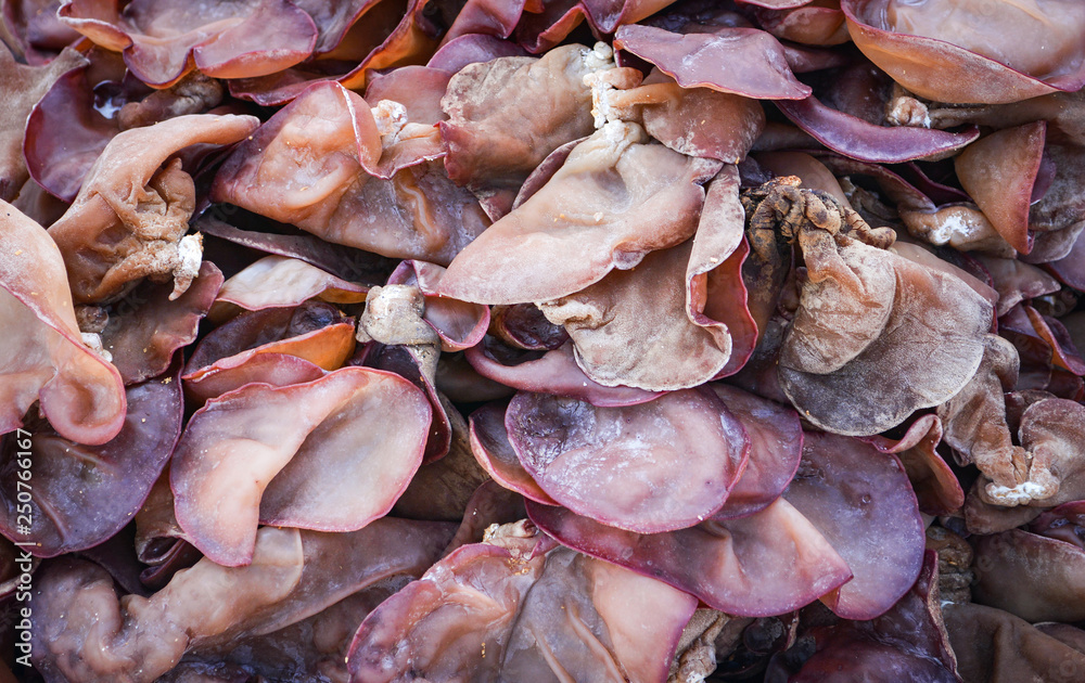 Fresh black fungus mushroom background / Jew's Ear Mushroom Fresh black fungus mushroom background / Jew's Ear Mushroom