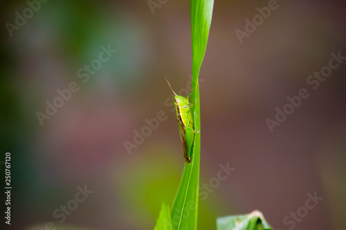 Green grasshoppers stick to green leaves - image