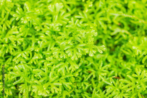 Fresh green fern leaves background of Selaginella involvens (Sw.) Spring. Selaginella involvens fern also known as spikemosses or lesser clubmosses is usually found in dense forest. Green background.