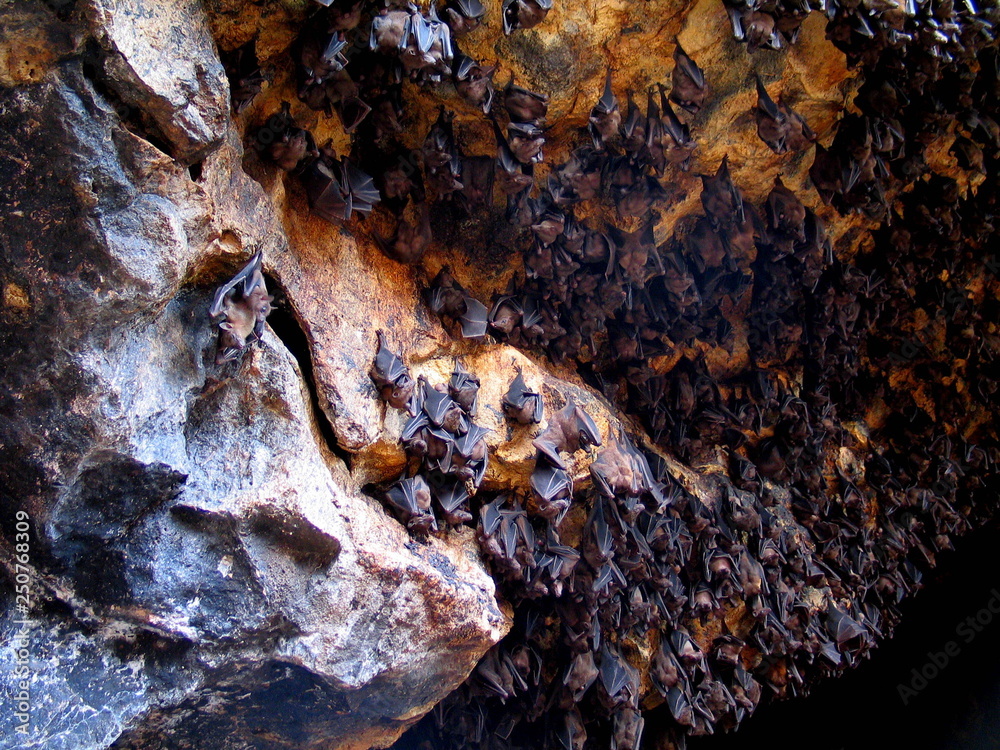 Bats in cave of Bali. Indonesia. Year 2000