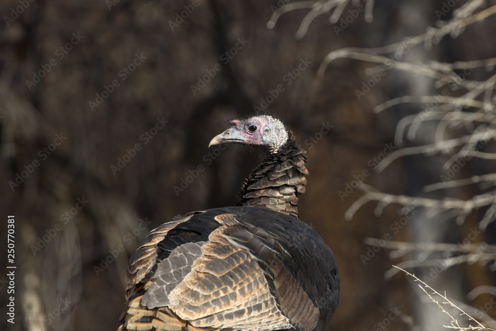 Portrait of Wild Turkey in New Mexico