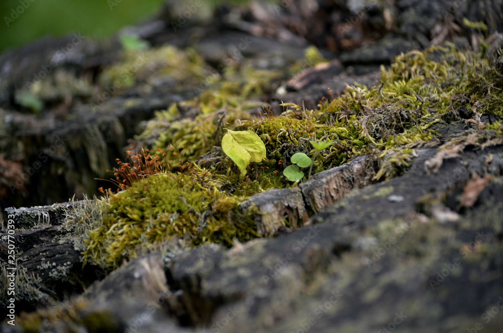 autumn moss seeds growing in an old moss covered tree stump autumn moss seeds growing in an old moss covered tree stump