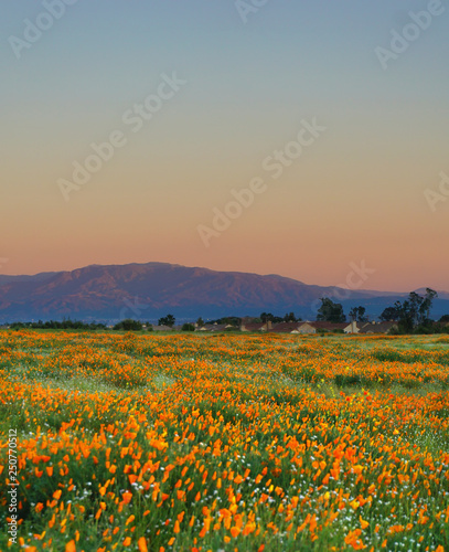 Flower Landscape 