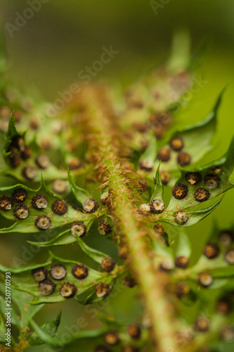 Narrow buckler-fern with sporangiums, close up photo