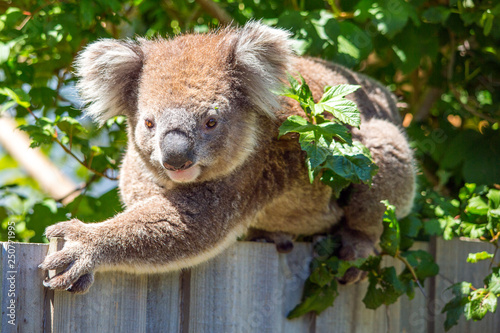 Photography Koala on a fence