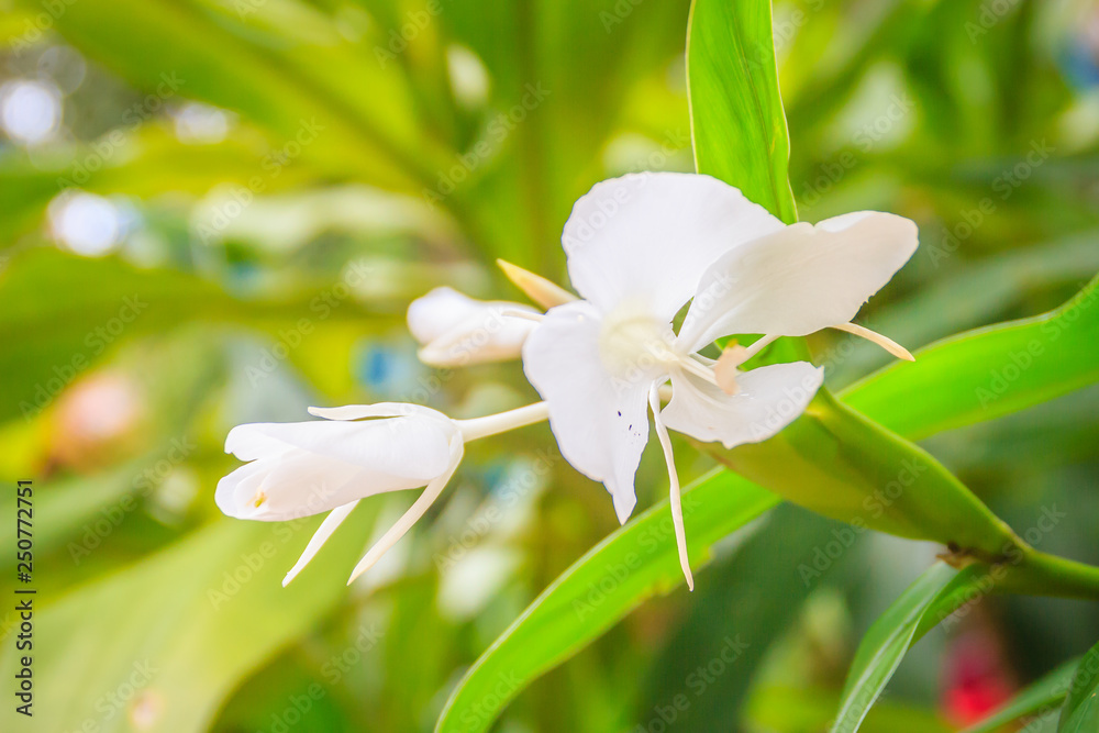 White ginger flower (Hedychium coronarium) with green leaves. Hedychium coronarium also known as white garland-lily or white ginger lily is perennial flowering plant in Zingiberaceae (ginger) family. White ginger flower (Hedychium coronarium) with green leaves. Hedychium coronarium also known as white garland-lily or white ginger lily is perennial flowering plant in Zingiberaceae (ginger) family.