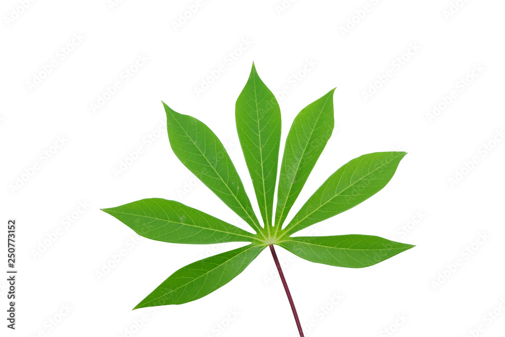 green leaf in the white background