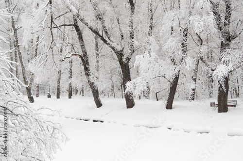 Winter landscape with a park