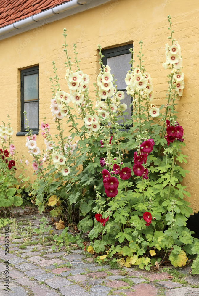 Alcea rosea (common hollyhock) are popular garden ornamental plant.