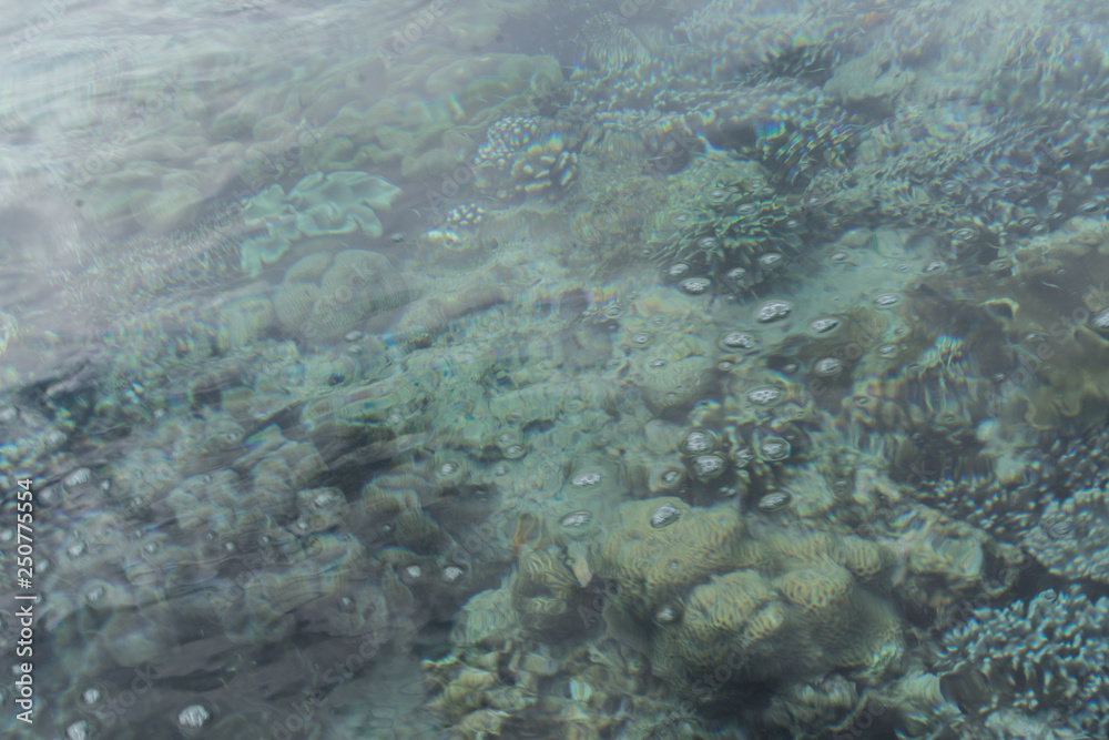 Fototapeta premium clean sea water