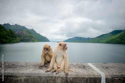 Monkey in the dam