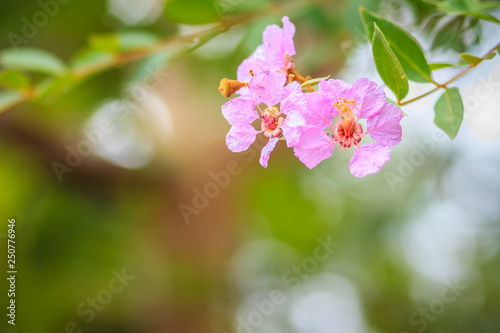 Beautiful purple wild flowers on tree in the tropical forest.