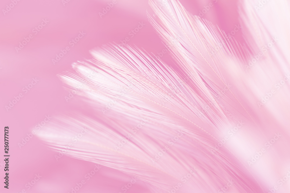 Chicken feathers in soft and blur style for background and art design Chicken feathers in soft and blur style for background and art design