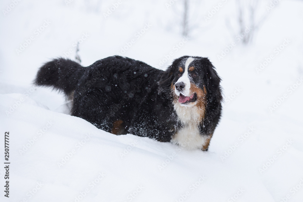 Berner Sennenhund big dog on walk in winter landscape