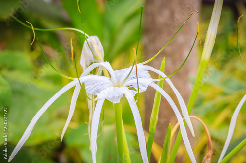 Beautiful white flower of Crinum asiaticum (poison bulb, giant crinum lily, grand crinum lily, spider lily) is a plant species widely planted in many warmer regions as an ornamental.