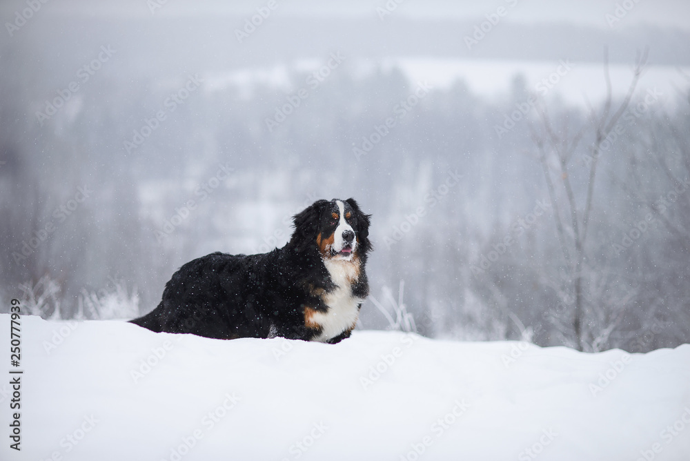 Berner Sennenhund big dog on walk in winter landscape Berner Sennenhund big dog on walk in winter landscape