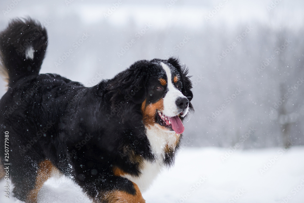 Berner Sennenhund big dog on walk in winter landscape
