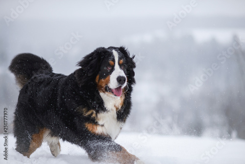 Berner Sennenhund big dog on walk in winter landscape © cheese78