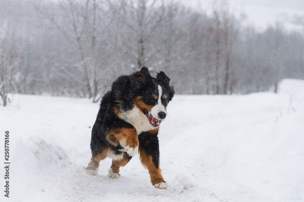 Berner Sennenhund big dog on walk in winter landscape Berner Sennenhund big dog on walk in winter landscape