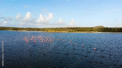 Flamingos on the salt flats of Jan Thiel in Curacao photo