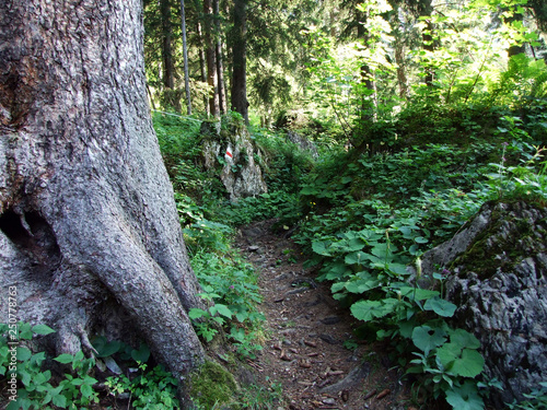 Trees and evergreen forests on the slopes of Alpstein mountain range and of the river Rhine valley - Cantons of St. Gallen and Appenzell Innerrhoden, Switzerland photo