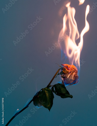 rose of fire