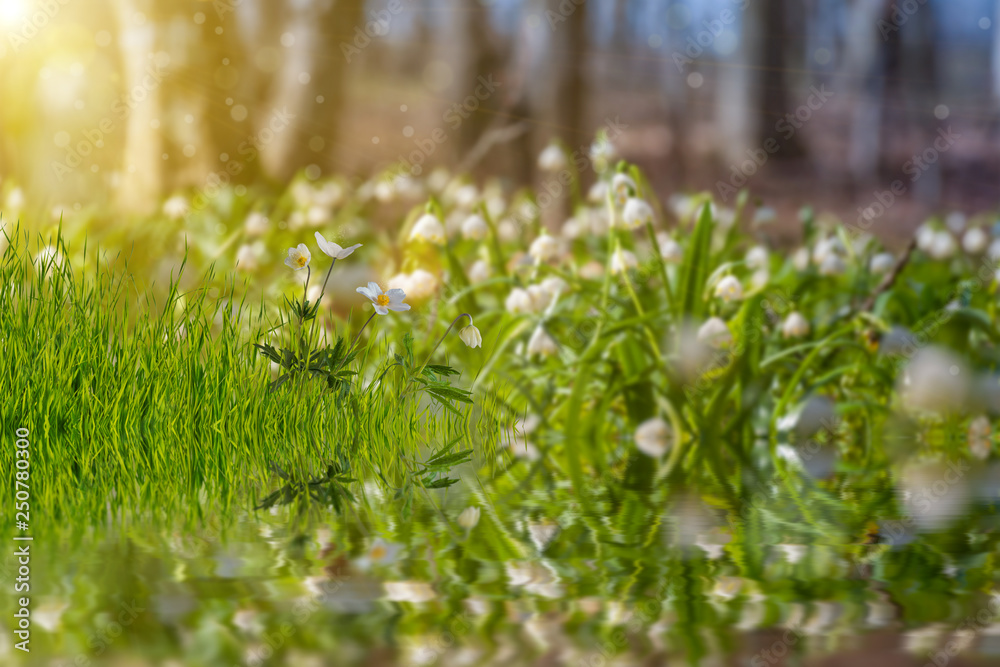 Fototapeta premium Wild flower in grass reflection in water