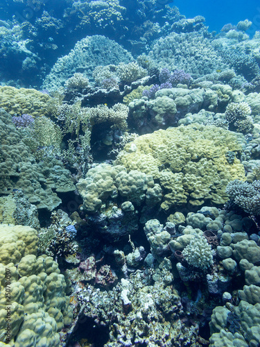 Colorful coral reef at the bottom of tropical sea, hard corals, underwater landscape.