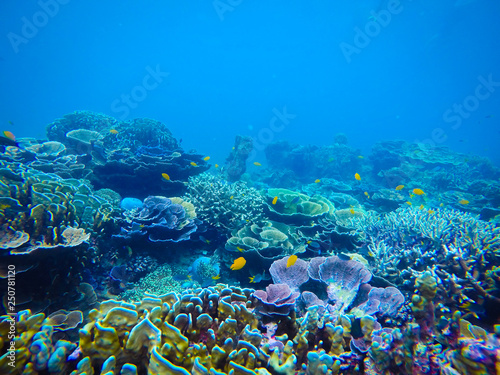 Fototapeta Naklejka Na Ścianę i Meble -  coral, coralline, sea fan, brown soft coral with sunlight in similan, Myanmar - Image