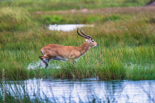 running antelope Waterbuck (Kobus ellipsiprymnus) in the african savannah namibia kruger park botswana masai mara