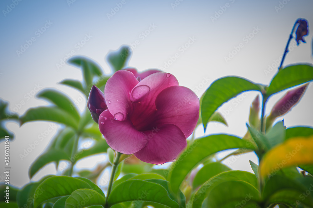 Purple Allamanda flower (Allamanda blanchetii) with green leaves and cloudy sky background. Violet allamanda flower is a species of flowering plant in the family Apocynaceae. It is native to Brazil. Purple Allamanda flower (Allamanda blanchetii) with green leaves and cloudy sky background. Violet allamanda flower is a species of flowering plant in the family Apocynaceae. It is native to Brazil.