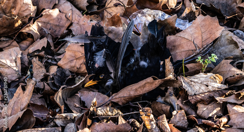 Obraz na płótnie Toter Vogel in einem Laubhaufen