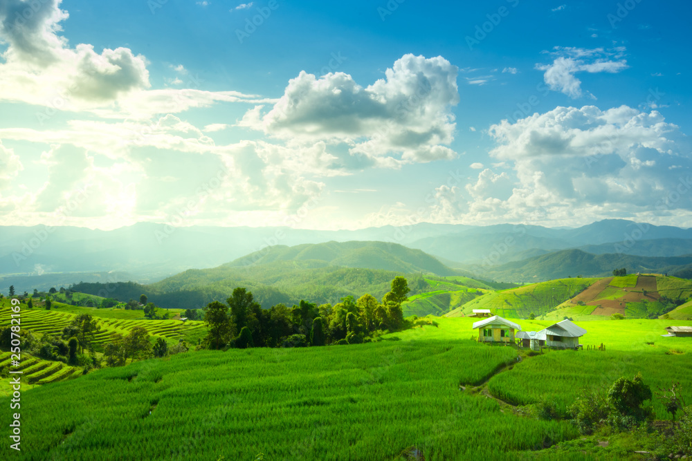 Fototapeta premium Rice terraces, rice stalks, rice terraces, rice plant, Mountains in northern Thailand