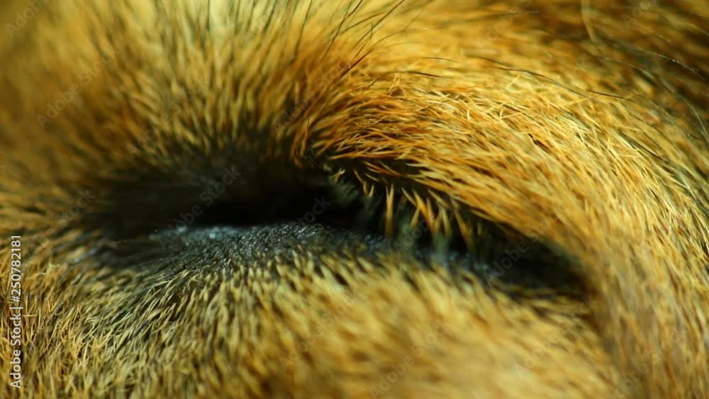 Dogs eye closed then opening while it sleeps, macro closeup static shot with shallow depth of field bokeh.