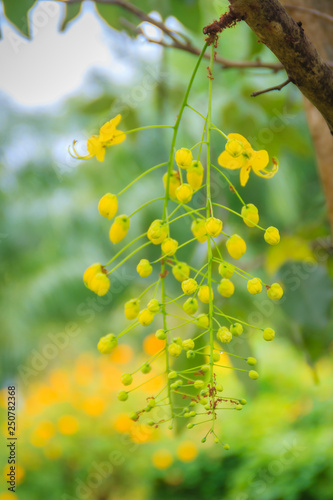 Beautiful yellow shower flower (Cassia Fistula) on tree. Cassia fistula is also known as the golden rain tree.