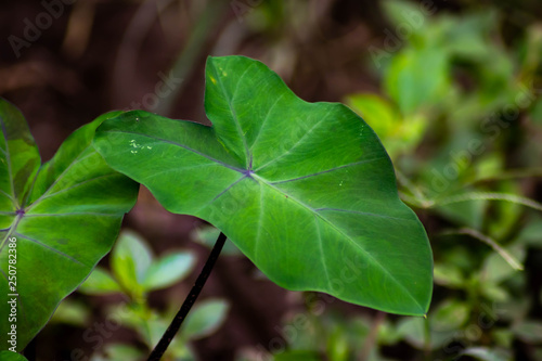 green leaves - image