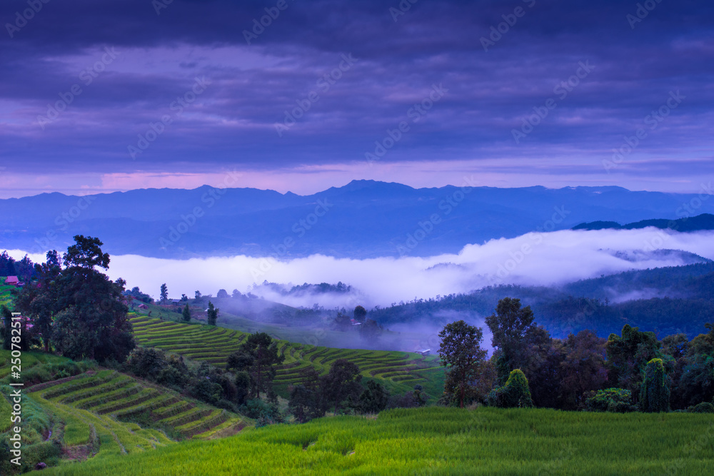 Rice terraces, rice stalks, rice terraces, rice plant, Mountains in northern Thailand