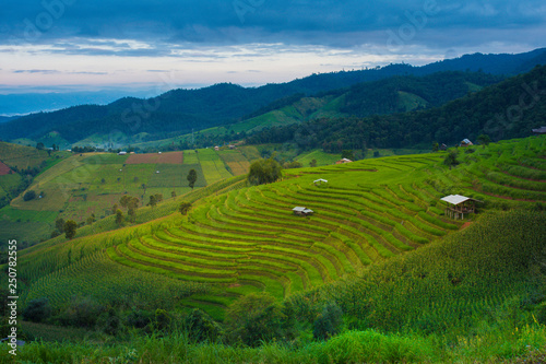 Rice terraces, rice stalks, rice terraces, rice plant, Mountains in northern Thailand