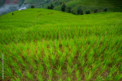 Rice terraces, rice stalks, rice terraces, rice plant, Mountains in northern Thailand