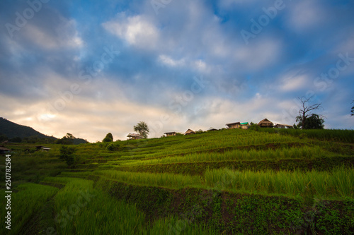 Rice terraces, rice stalks, rice terraces, rice plant, Mountains in northern Thailand