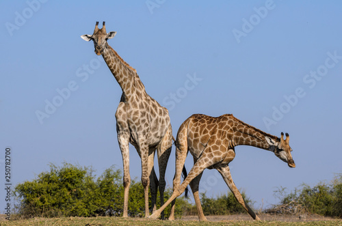 South African giraffe or Cape giraffe  Giraffa camelopardalis giraffa . Botswana