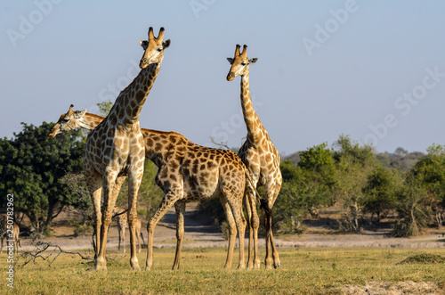 South African giraffe or Cape giraffe  Giraffa camelopardalis giraffa . Botswana