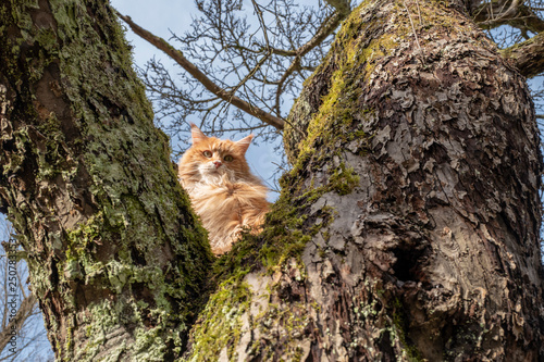 Süsse rote Katze sitz im Baum und schaut nach unten