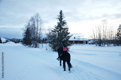 Laponie finlandaise : Balade en Tölt (Chevaux islandais)