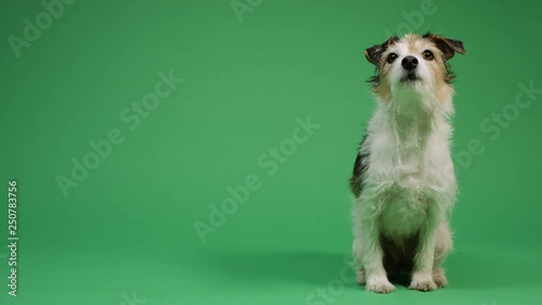 Dog on green screen background 4K - pet, puppy, animal