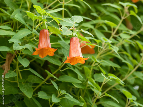 Canarina canariensis - Die Kanaren-enblume oder Kanarische enblume. Große Blüten mit sechs grünen Kelchblättern und orangefarbener Sechsspitzenkrone. photo