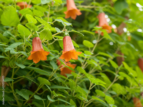 Canarina canariensis - Die Kanaren-enblume oder Kanarische enblume. Große Blüten mit sechs grünen Kelchblättern und orangefarbener Sechsspitzenkrone. photo